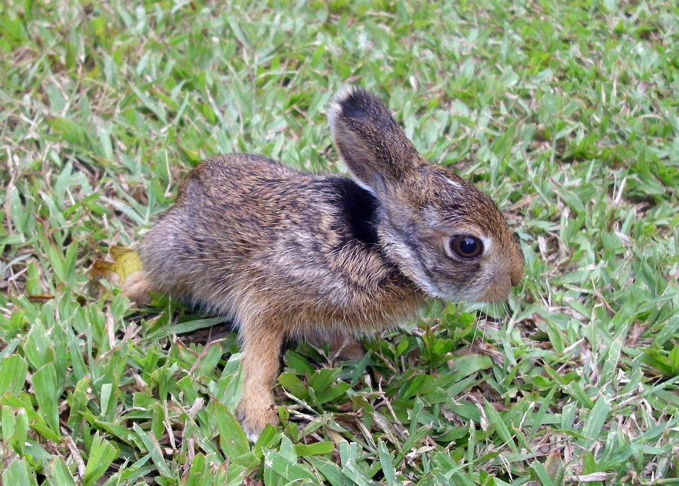 Alam rumput manis satwa