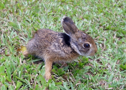 Nature grass sweet animal Photo