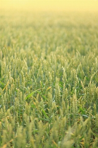 Landscape nature grass plant Photo