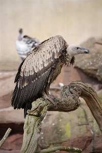 Bird wing wildlife beak Photo