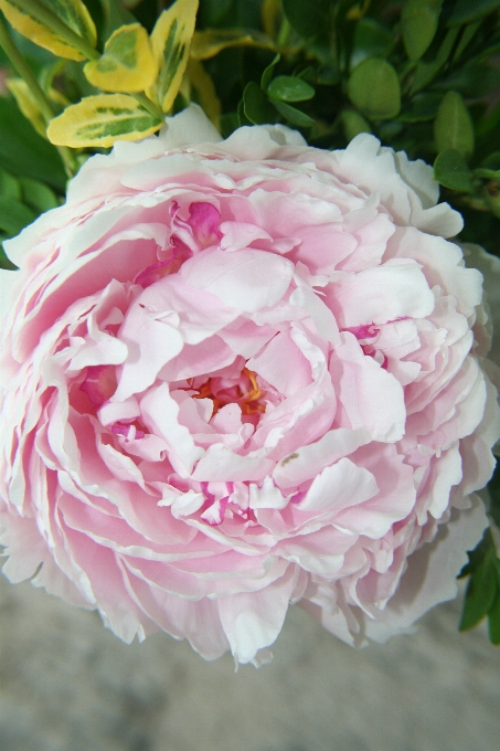 植物 花 花瓣 花园