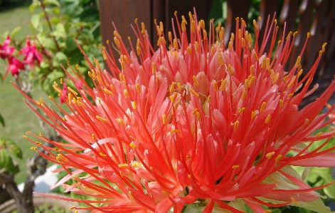 Blossom plant flower petal Photo