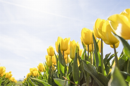 Blossom growth plant sun Photo