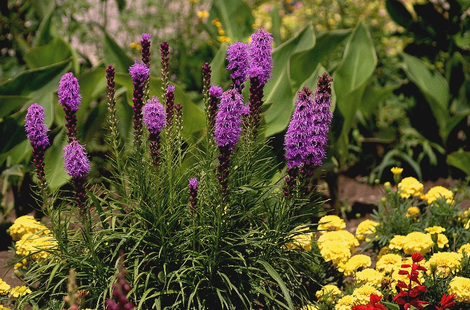 Natur anlage wiese
 blume