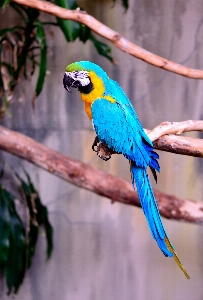 Foto Alam cabang burung sayap