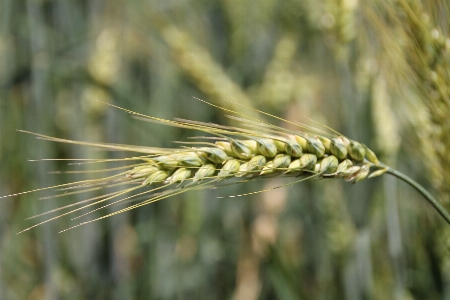 Grass plant field barley Photo