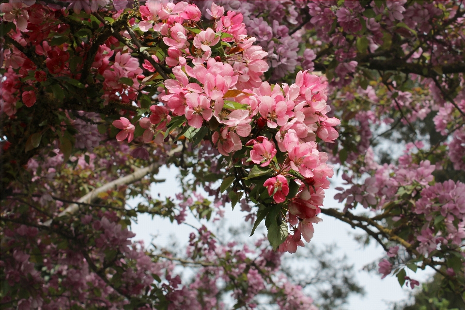 Tree branch blossom plant