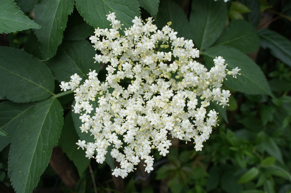 Blossom plant white flower