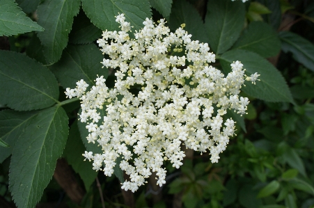 Blossom plant white flower Photo