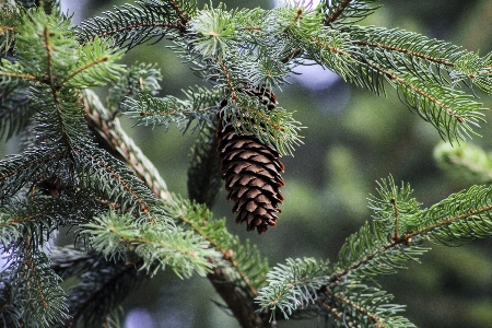 Tree nature forest branch Photo