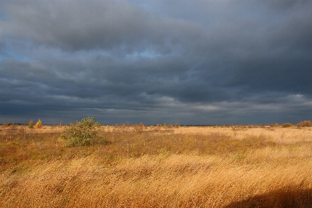 Landschaft baum natur gras Foto