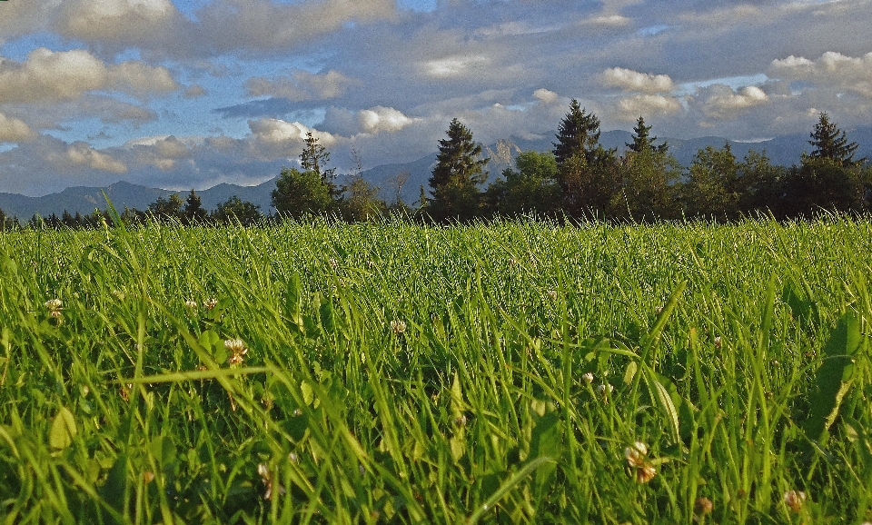 Landschaft baum wald gras