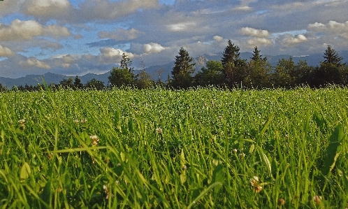 Landscape tree forest grass Photo