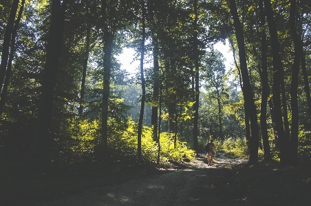 Landscape tree nature forest Photo