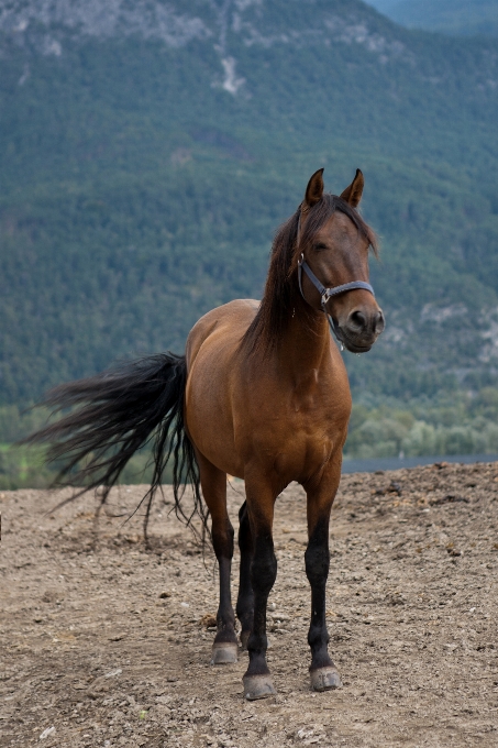 Prairie rural pasture horse