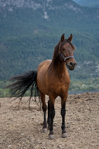 Prairie rural pasture horse Photo