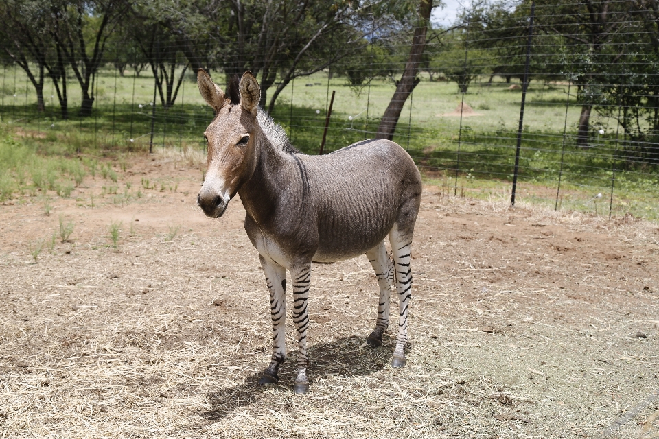 Pasture horse mammal stallion