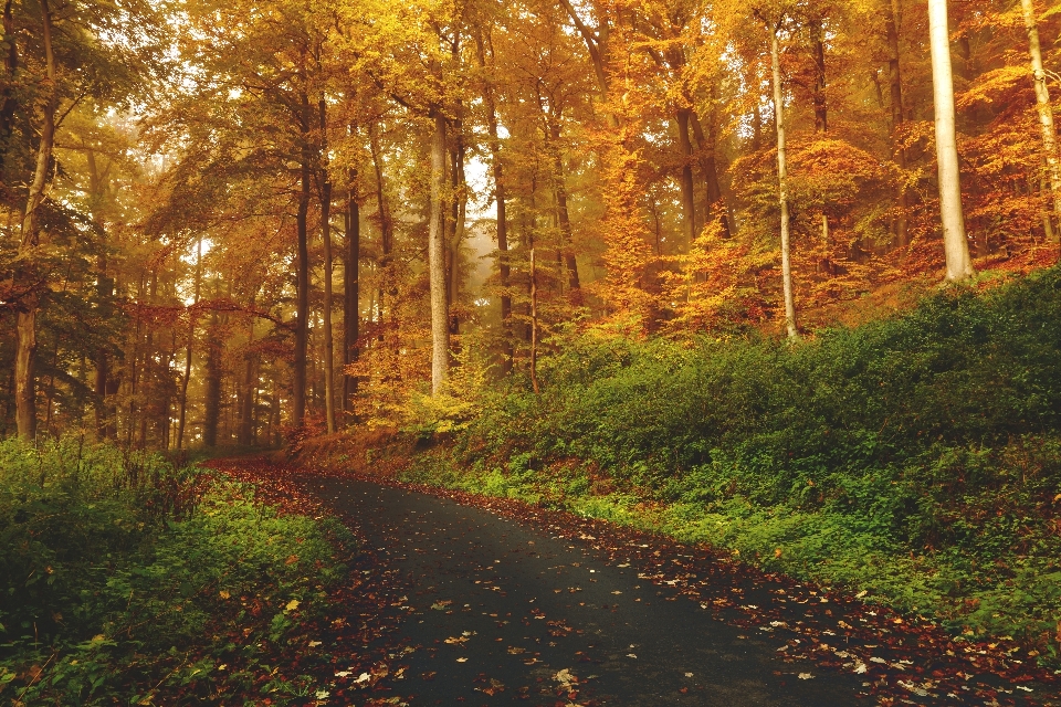 Landschaft baum natur wald