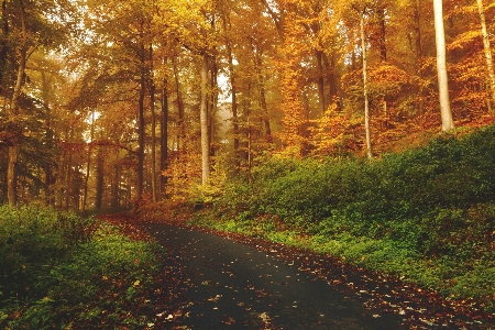 Landscape tree nature forest Photo