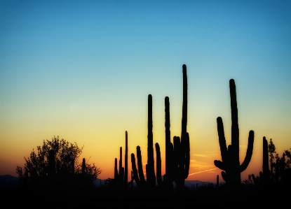 Foto Paisagem natureza horizonte silhueta