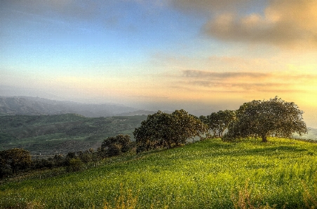 Foto Lanskap pohon alam rumput