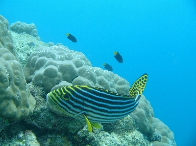 Sea water ocean diving Photo