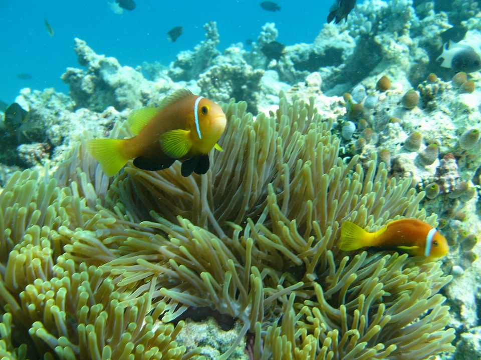 Water ocean underwater biology