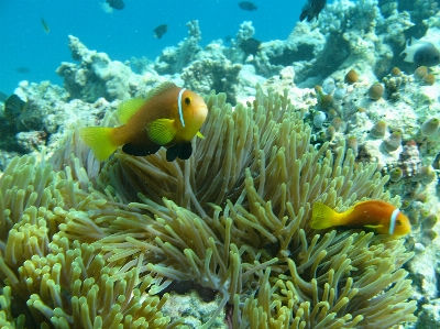 Water ocean underwater biology Photo