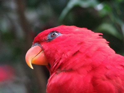 Bird wing flower red Photo