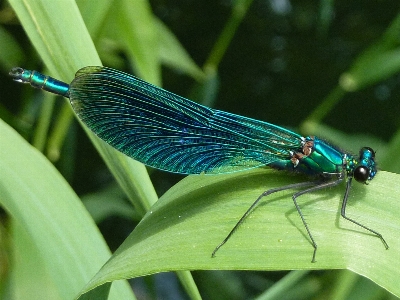 Nature flower green insect Photo