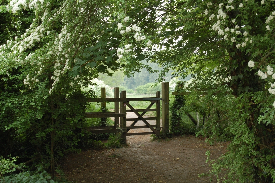 Tree nature forest outdoor