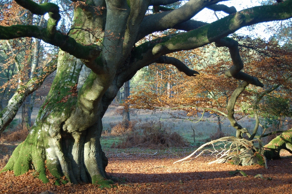 árbol naturaleza bosque rama