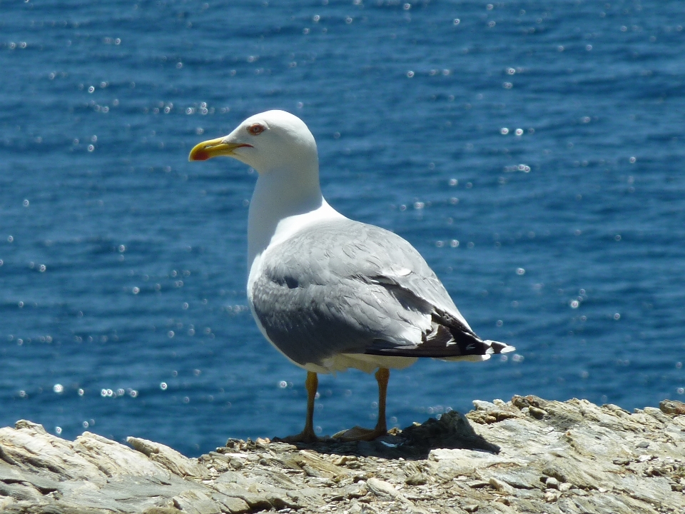 Deniz su doğa kuş