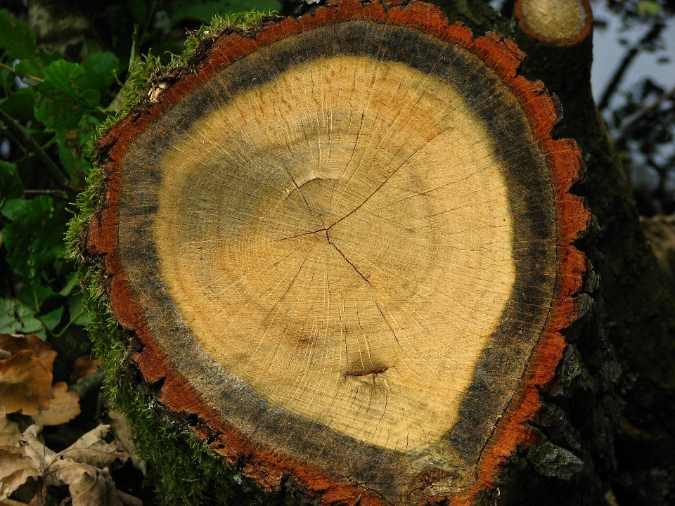 árvore natureza estrutura plantar