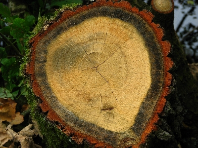 Foto Albero natura struttura pianta