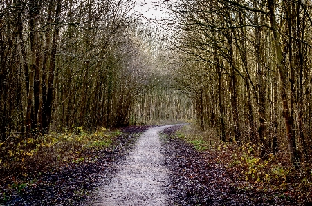 Landscape tree nature forest Photo