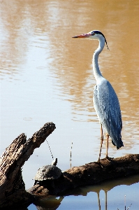 Foto Agua naturaleza pájaro ala