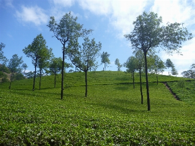 Foto Lanskap pohon alam rumput