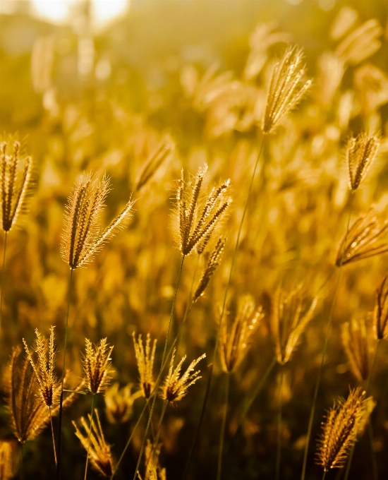 Grass plant sunset field