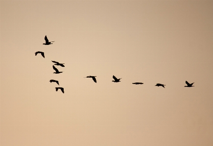 Branch bird wing flock Photo