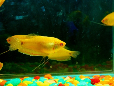 Water underwater biology yellow Photo