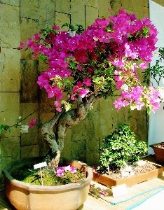 植物 花 ポット 小さい 写真