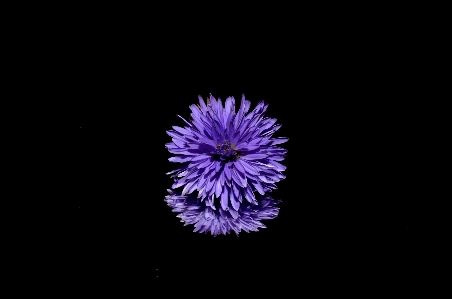 Foto Fiore bianco e nero
 pianta viola