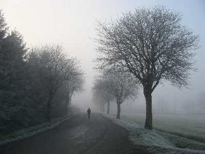 Tree branch walking person Photo