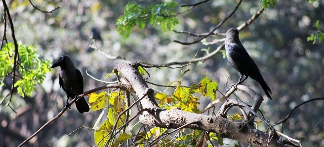 Foto Pohon alam hutan cabang