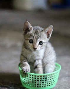 Foto Satwa imut-imut peliharaan anak kucing