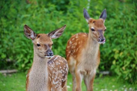 Nature grass animal cute Photo