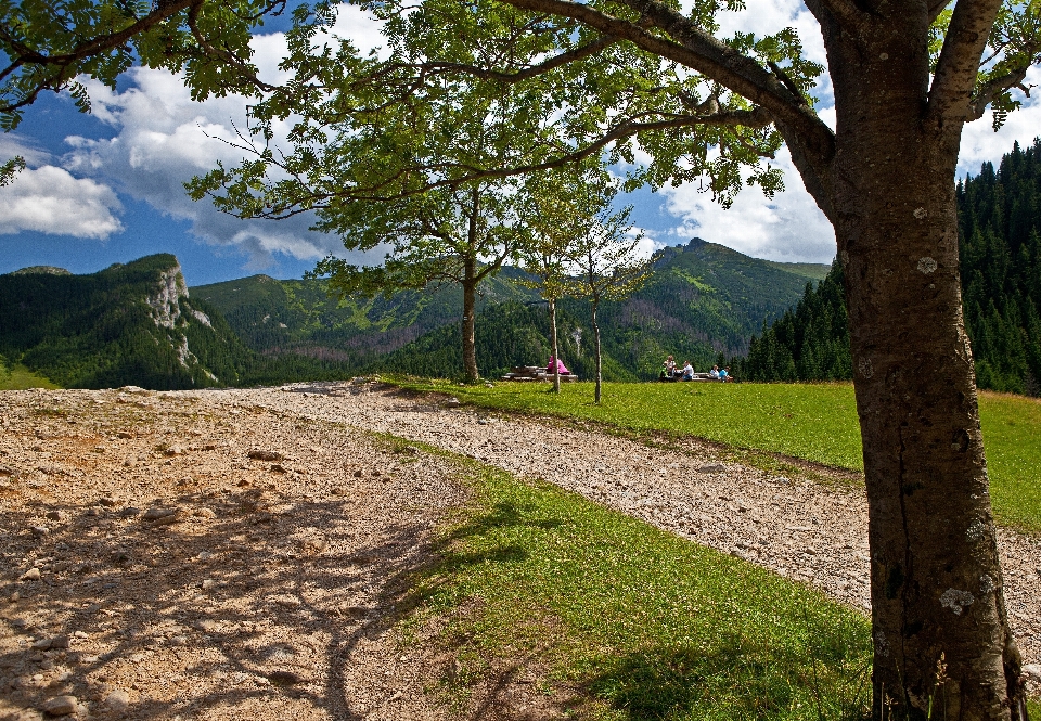 Paisaje árbol naturaleza césped