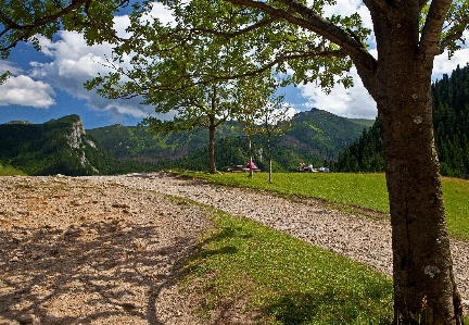 Foto Paisaje árbol naturaleza césped