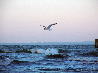 Beach sea coast ocean Photo